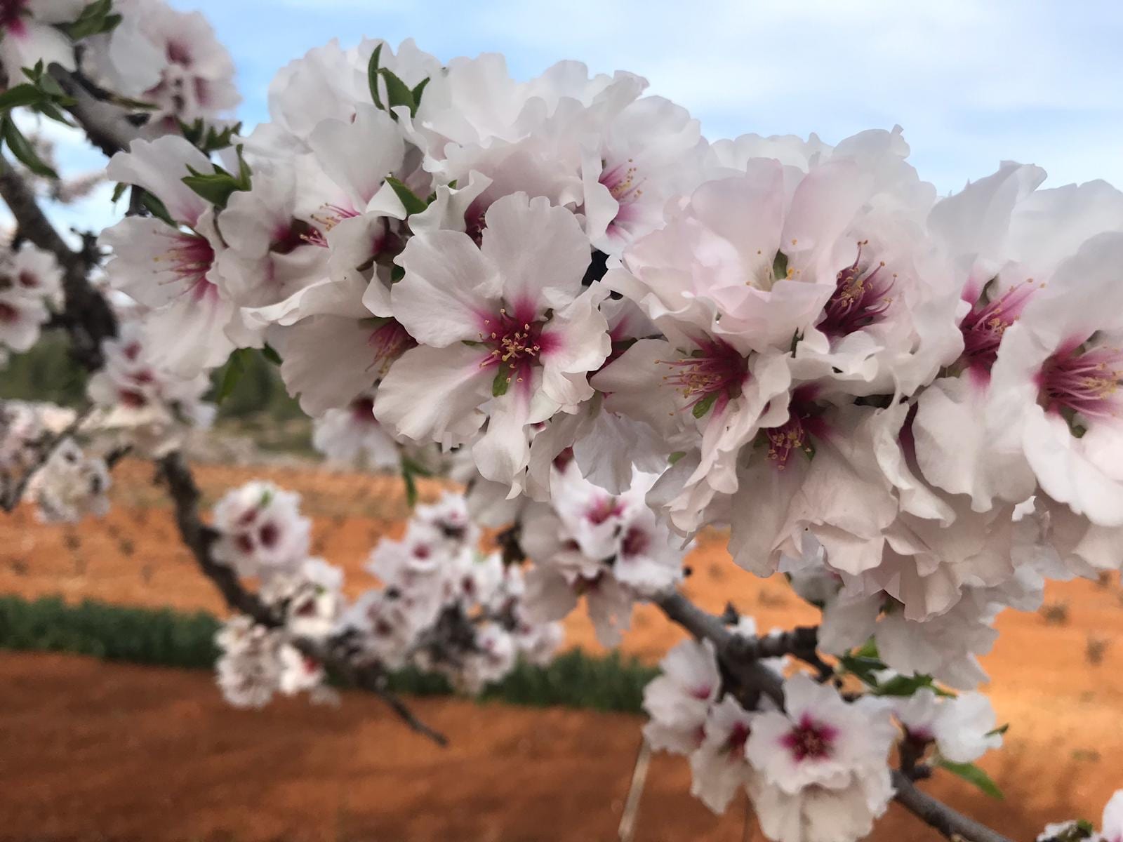 Close up of almond blossom photographed by property purchase support and construction management on the Costa Blanca