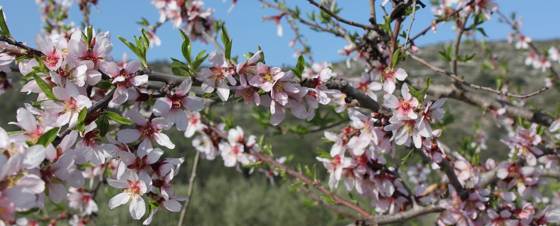 Amandel bloezem in Jalon aan de Costa Blanca