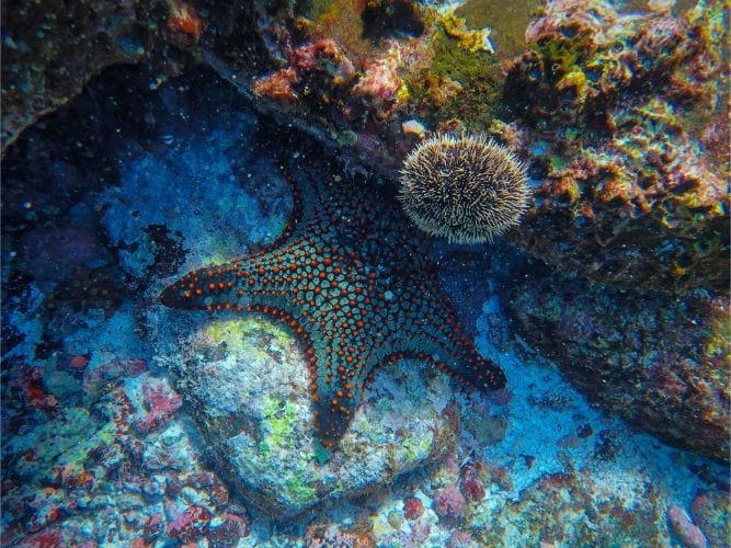 huis in Javea kopen en duiken animal-coral-echinoderm